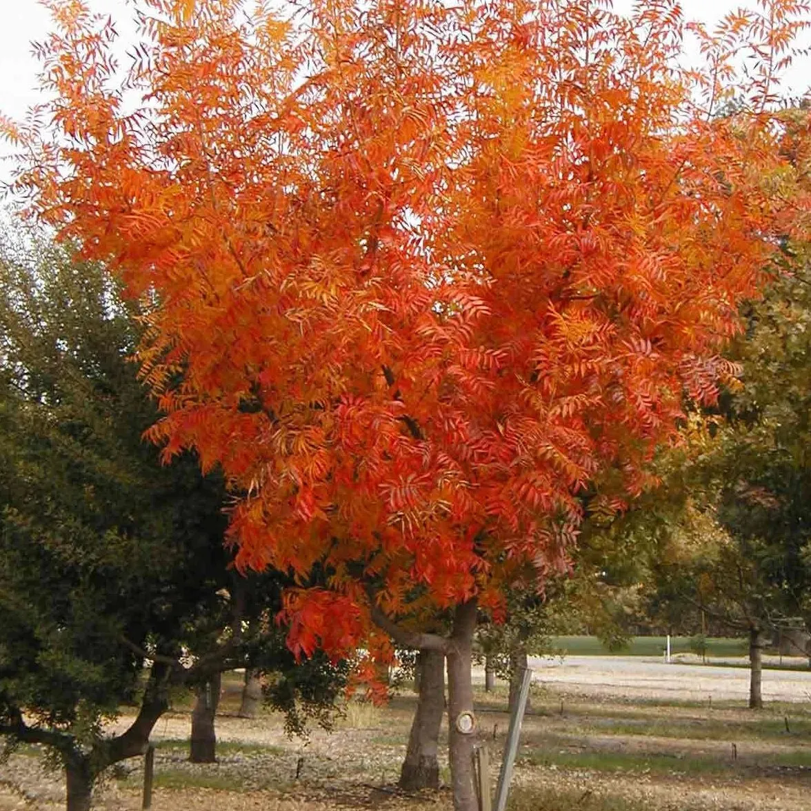 Chinese Pistache Tree