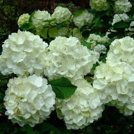 Chinese Snowball Shrub