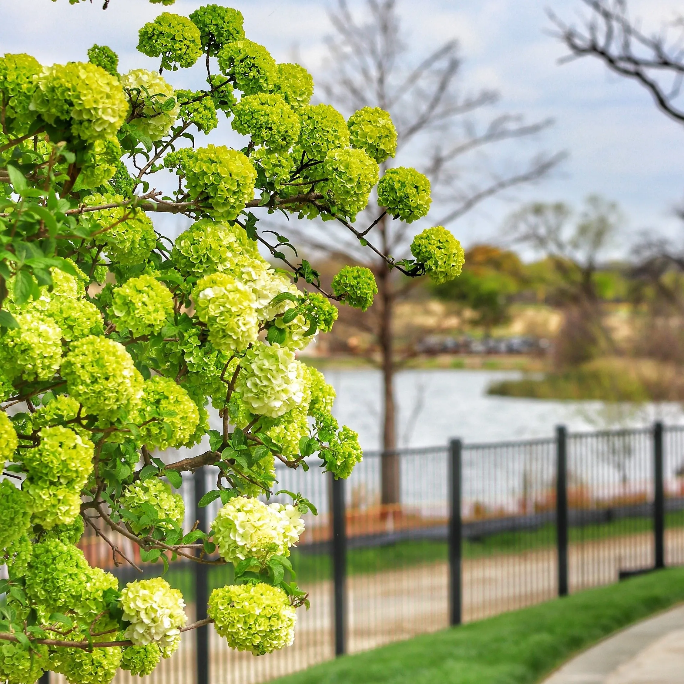 Chinese Snowball Shrub