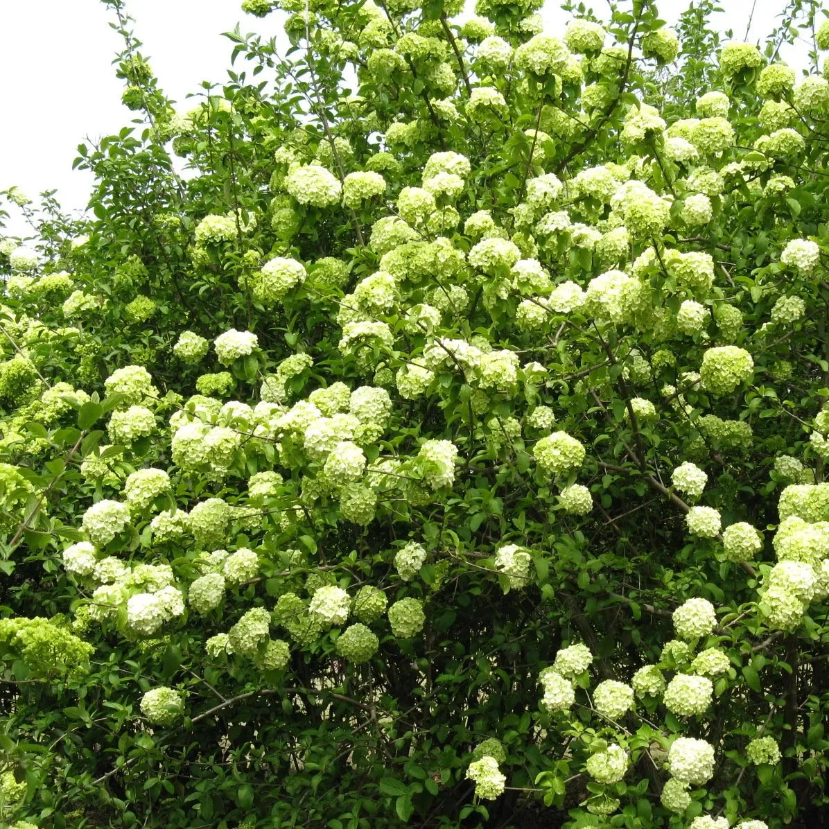 Chinese Snowball Shrub