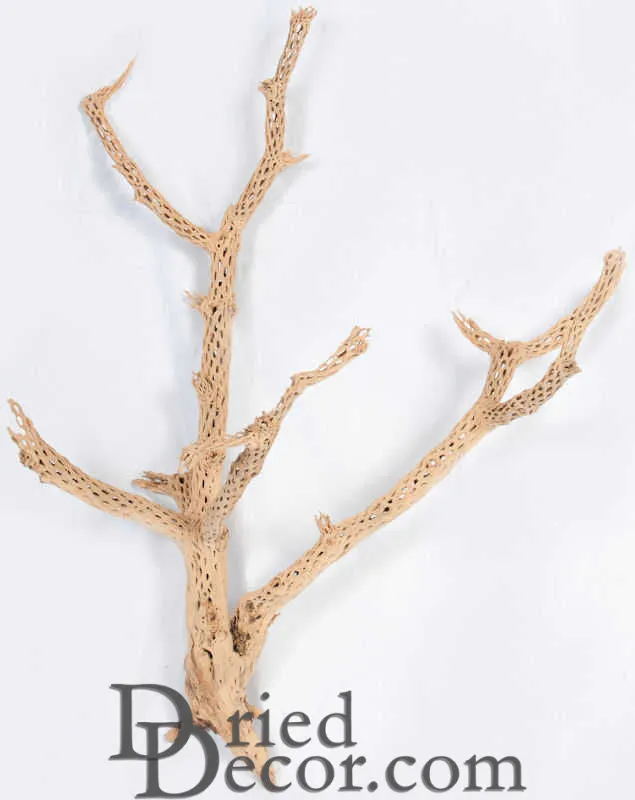 Cholla Cactus Tree Finger - Sandblasted Branches