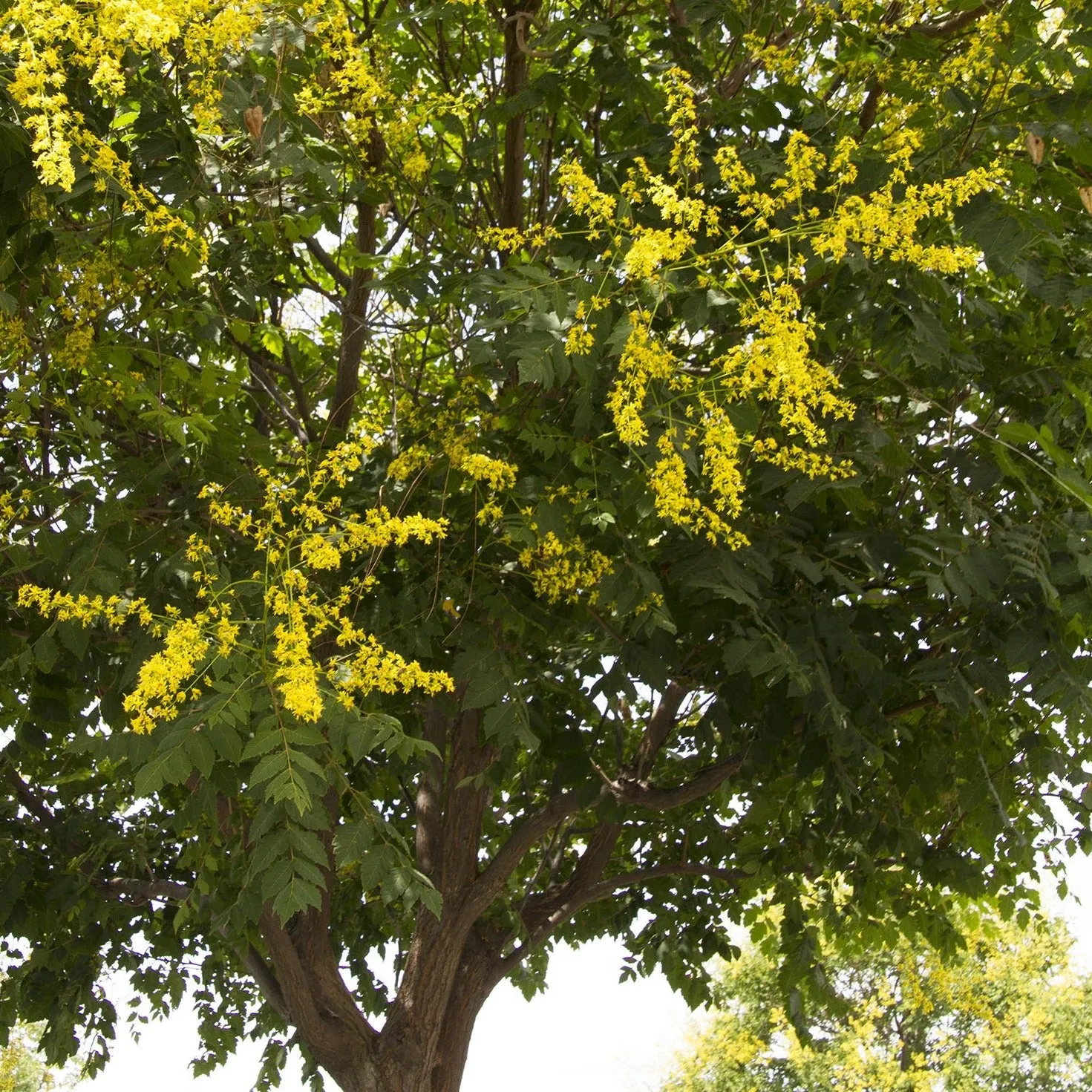 Golden Rain Tree