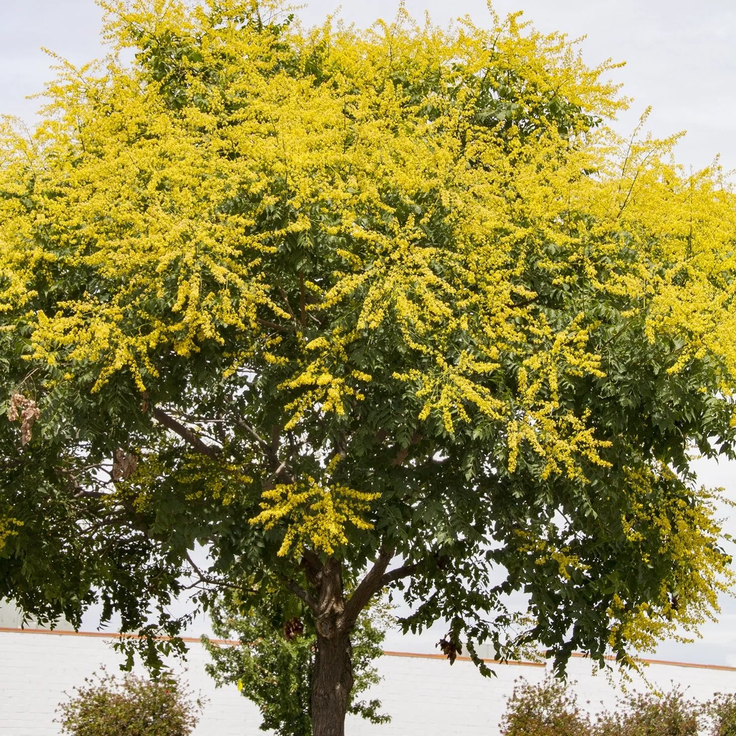 Golden Rain Tree