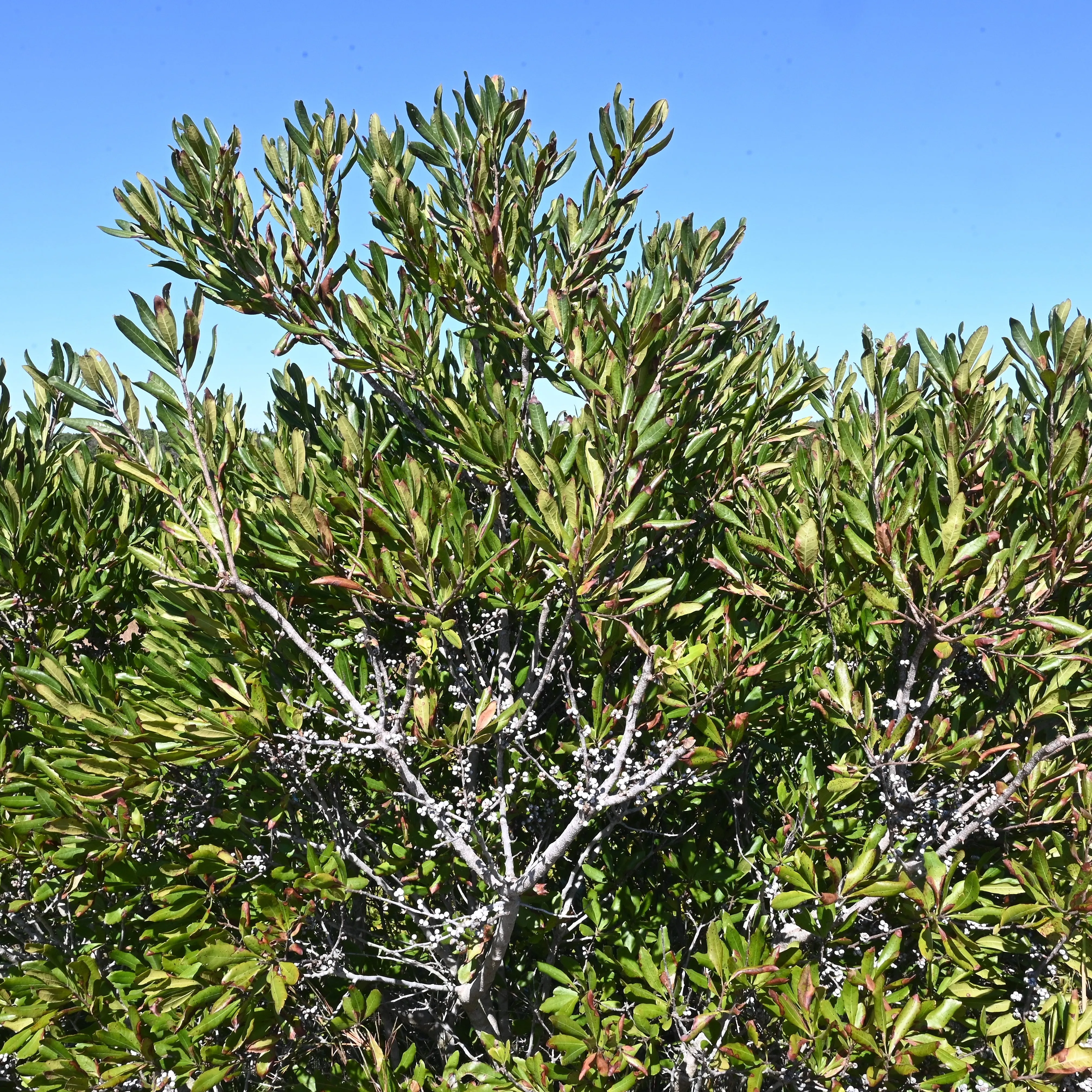 Northern Bayberry Shrub