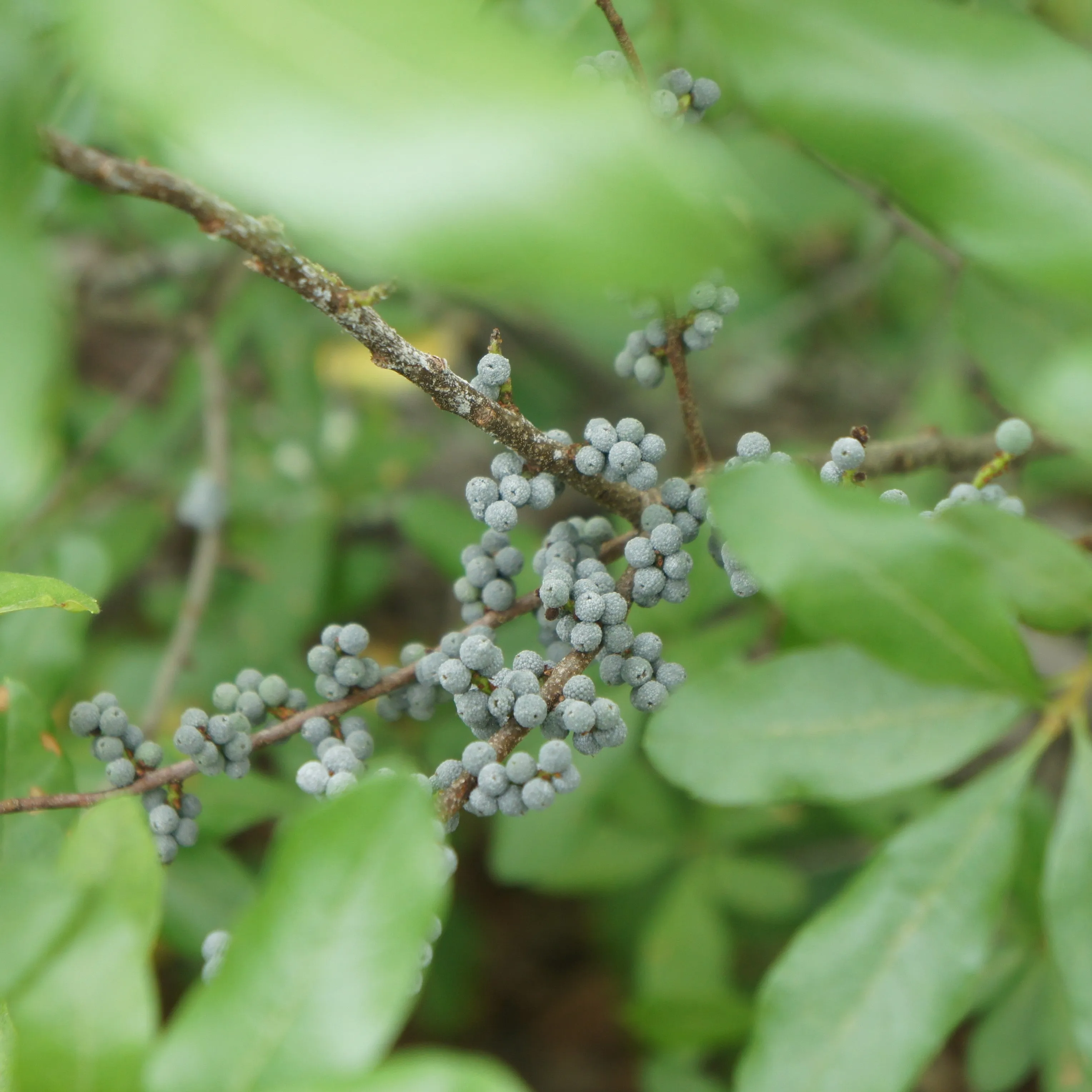 Northern Bayberry Shrub