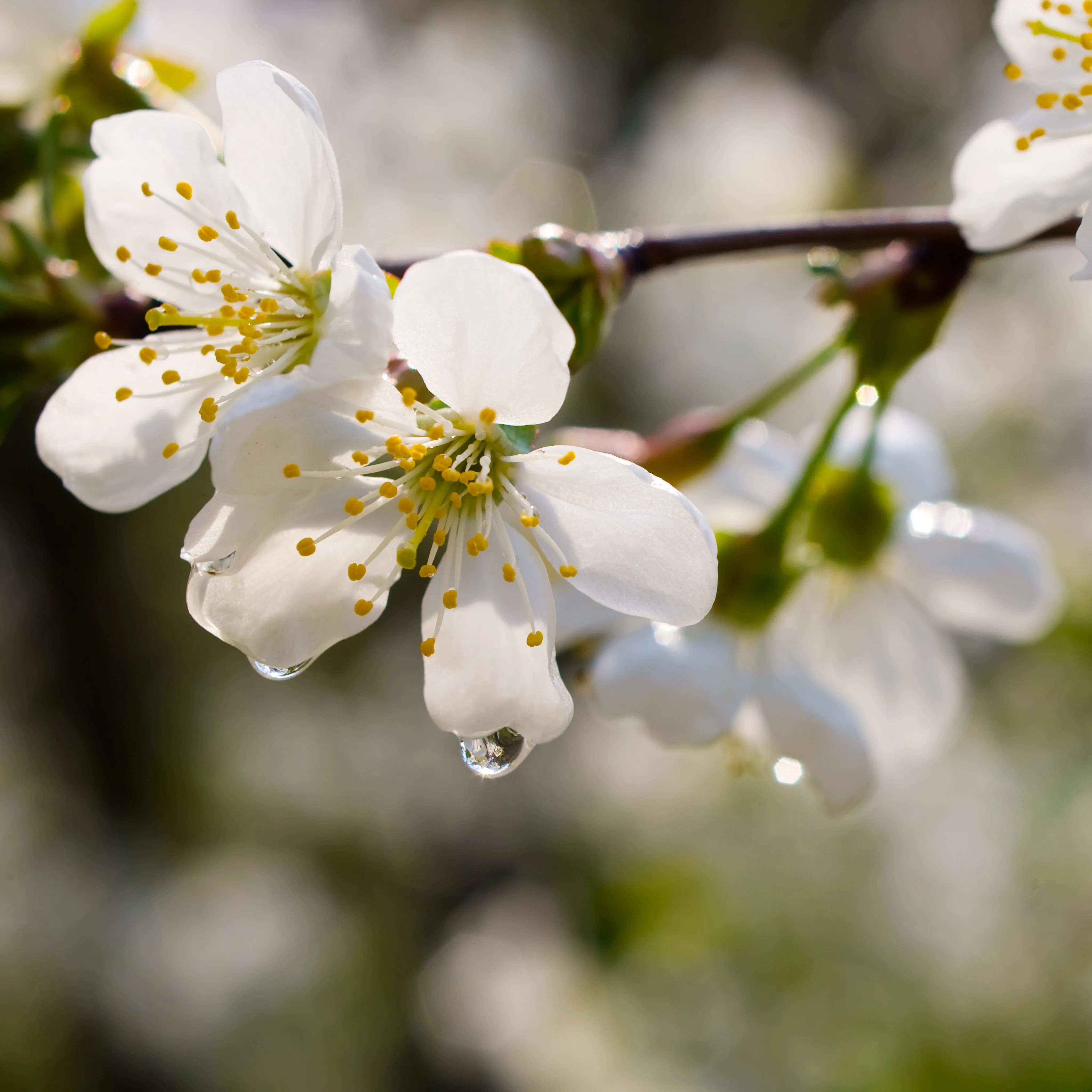 Wolf River Apple Tree